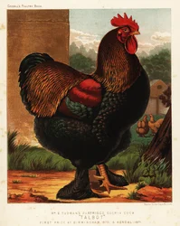Gallo cochinchino aperdizado