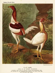 Combatientes pile, gallo y gallina