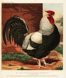 Gallo Dorking de cresta en rosa