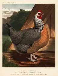 Gallina Dorking gris plateada