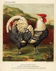 Gallo y gallina de Hamburgo plateados y moteados