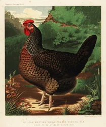 Gallina Dorking de un solo peinado