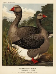 Gansos de Toulouse con papada, gallo y gallina