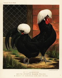 Gallinas polacas negras de cresta blanca