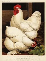 Gallo y gallina cochinchinos blancos