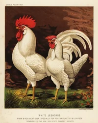 Gallo y gallina Leghorn o Livorno blancos