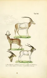 Especies de antílopes africanos