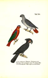 Loro gris africano, lori y cacatúa de las palmeras