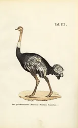 Avestruz africana