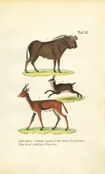 Fauna africana