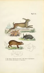 Agutí, liebre y conejo