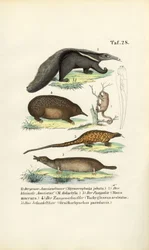 Osos hormigueros y otros mamíferos insectívoros