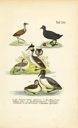 Aves acuáticas con jacana, focha común, somormujo lavanco y somormujo lavanco