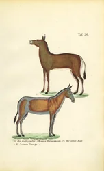 Caballos salvajes asiáticos: Dziggetai y Onager