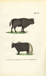 Aurochs y Yak