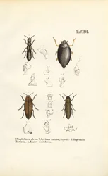 Anatomía del escarabajo