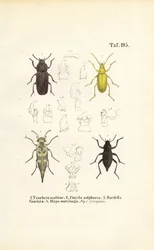Escarabajos de la familia del escarabajo oscuro