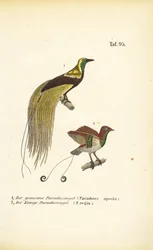 Aves marinas de Nueva Guinea