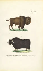 Bisontes y bueyes almizcleros