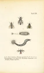 Moscas picadoras y hematófagas