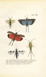 Saltamontes de alas azules, saltamontes de alas rojas y otros insectos