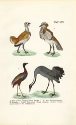 Avutardas y grullas