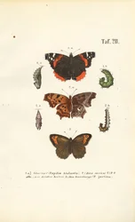 Las mariposas y sus fases de desarrollo