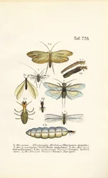 Caddisflies, Stoneflies y Termites con estadios de desarrollo