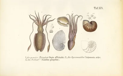 Cefalópodos: Sepia, Nautilus de papel y Nautilus de cámara