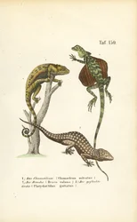 Camaleón, dragón volador y geco de Tokay