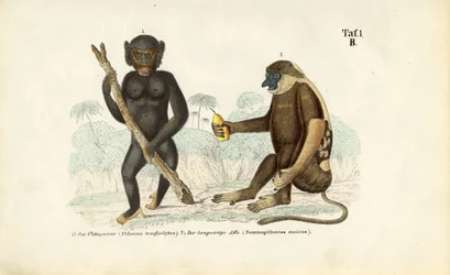 Chimpancé y mono probóscide
