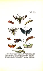 Polillas del ala clara y otras especies de polillas con sus fases de desarrollo