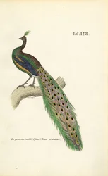 Peafowl común