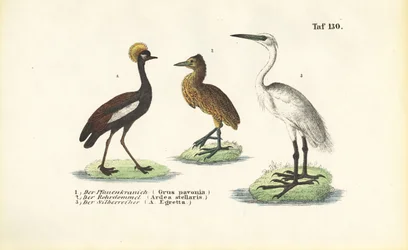 Grullas y garzas