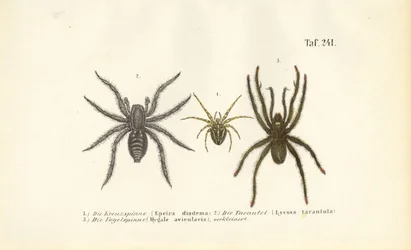 Especies de arañas peligrosas
