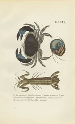Diferentes especies de crustáceos marinos