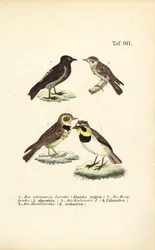 Diferentes especies de alondras