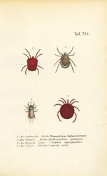 Diferentes especies de ácaros y garrapatas
