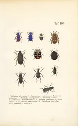 Diversidad de especies europeas de escarabajos