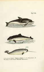 Delfines y narvales