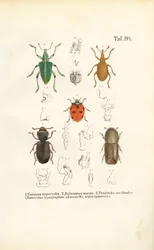 Especies de escarabajos de importancia económica