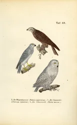 Rapaces y búhos europeos