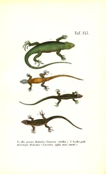 Especies de lagartos europeos