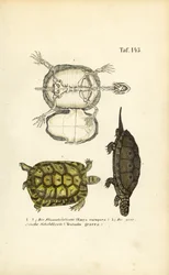 Galápago europeo y tortuga griega