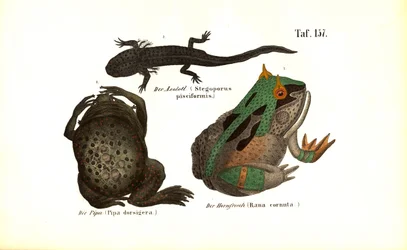 Anfibios exóticos con rasgos distintivos