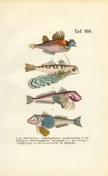 Peces exóticos con formas corporales especiales