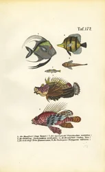 Peces marinos exóticos