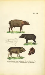 Especies de cerdos exóticos: Babirusa, Pecarí de collar y Pecarí de labios blancos
