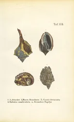 Caracoles marinos exóticos