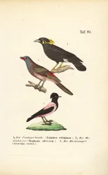 Aves cantoras exóticas de África y Asia